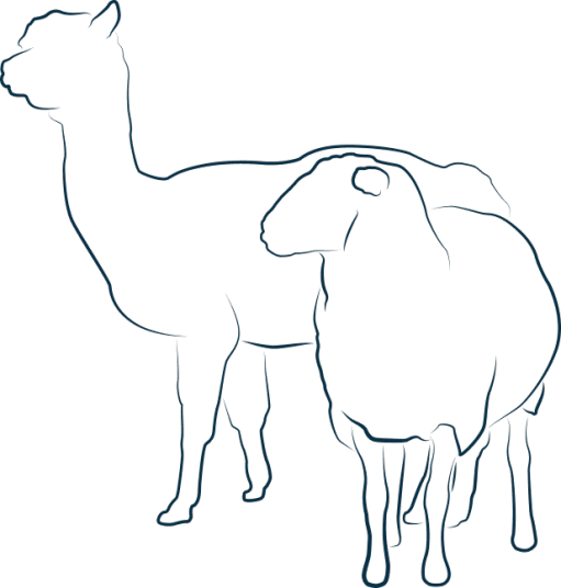 Illustration représentant un alpaga et un mouton