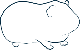 Illustration représentant un cochon d'inde