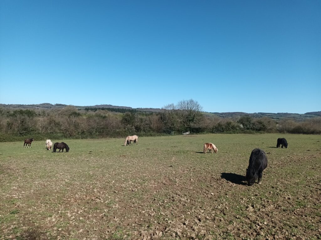 chevaux broutant dans un pré
